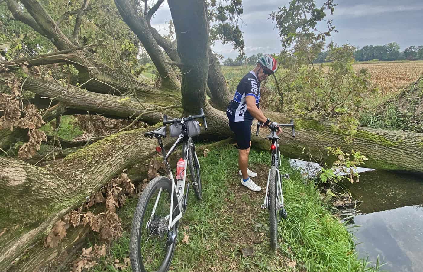albero caduto